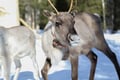 E-Fatbike Safari & Reindeer Herder’s Day with Lunch, Levi