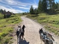 Husky Hike through the Wilderness