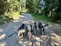 Husky Hike through the Wilderness