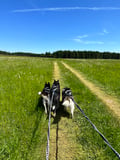 Husky Hike through the Wilderness
