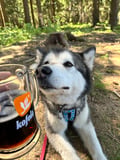 Husky Hike through the Wilderness