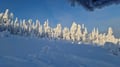 Rovaniemi: Lapland in Daylight – Scenic Nature & Wilderness Tour
