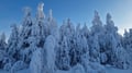 Rovaniemi: Lapland in Daylight – Scenic Nature & Wilderness Tour