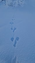Rovaniemi: Lapland in Daylight – Scenic Nature & Wilderness Tour