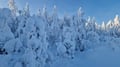 Rovaniemi: Lapland in Daylight – Scenic Nature & Wilderness Tour