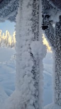 Rovaniemi: Lapland in Daylight – Scenic Nature & Wilderness Tour