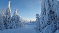 Rovaniemi: Lapland in Daylight – Scenic Nature & Wilderness Tour