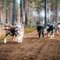 Private - Husky Cart Ride Adventure in Levi (By request)