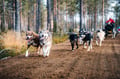 Husky Cart adventure in Levi Finland Lapland