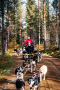 Husky Cart adventure in Levi Finland Lapland