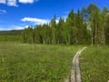 Goods of the Forest – picking trip of the season’s berries or mushrooms, 3 hours (Private Tour)