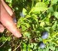 Goods of the Forest – picking trip of the season’s berries or mushrooms, 3 hours (Private Tour)