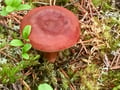 Goods of the Forest – picking trip of the season’s berries or mushrooms, 3 hours (Private Tour)