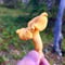 Goods of the Forest – picking trip of the season’s berries or mushrooms, 3 hours (Private Tour)