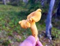 Goods of the Forest – picking trip of the season’s berries or mushrooms, 3 hours (Private Tour)