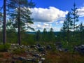 Goods of the Forest – picking trip of the season’s berries or mushrooms, 3 hours (Private Tour)