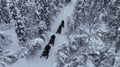 A SNOWMOBILE SAFARI 2,5h, in snowy forest, Levi