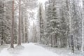 Early Snow Hiking Adventure from Rovaniemi (October - November)