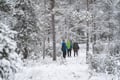 Early Snow Hiking Adventure from Rovaniemi (October - November)