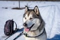 10KM Self Driven Husky Sled Adventure in Rovaniemi