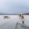 5 km Self Driven Husky Sled Adventure in Rovaniemi