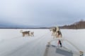 10KM Self Driven Husky Sled Adventure in Rovaniemi