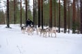 7 km Self Driven Husky Sled Adventure in Rovaniemi