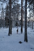 Arctic Wildlife Adventure Ranua Wildlife Park Trip
