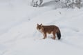 Arctic Wildlife Adventure Ranua Wildlife Park Trip