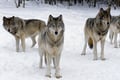 Arctic Wildlife Adventure Ranua Wildlife Park Trip