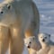 Arctic Wildlife Adventure Ranua Wildlife Park Trip