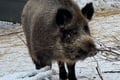 Arctic Wildlife Adventure Ranua Wildlife Park Trip