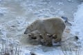 Arctic Wildlife Adventure Ranua Wildlife Park Trip