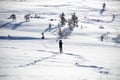 Private: Snowshoeing Safari in spectacular National Park