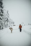 Reindeer farm visit