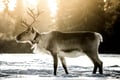 Reindeer farm visit