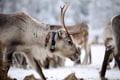 Reindeer farm visit
