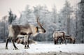 Reindeer farm visit