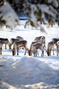 Reindeer eating in beutiful sunlight in Kujala Reindeer farm