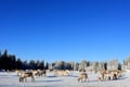 Reindeer farm visit