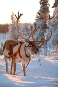Reindeer farm visit