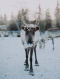 Reindeer farm visit
