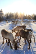 Reindeer farm visit