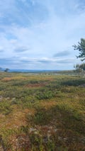 Guided full-day hikes to the Arctic Highlands of Utsjoki