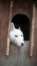 Husky Park visit, Siberian Husky, Rovaniemi Lapland