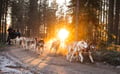 Autumn Husky ride, husky safari, Husky Park, Siberian Husky, Rovaniemi Lapland