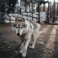 Husky Park visit, guided tout, Siberian Husky, Rovaniemi Lapland
