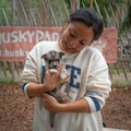 Husky hugging, petting, Husky Park, Siberian Husky, Rovaniemi Lapland