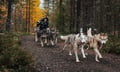 Autumn Husky ride, husky safari, Husky Park, Siberian Husky, Rovaniemi Lapland