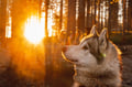 Husky Park visit, Siberian Husky, Rovaniemi Lapland